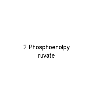 2 Phosphoenolpyruvate